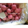 Rosy Blush New Season Fuji Apple